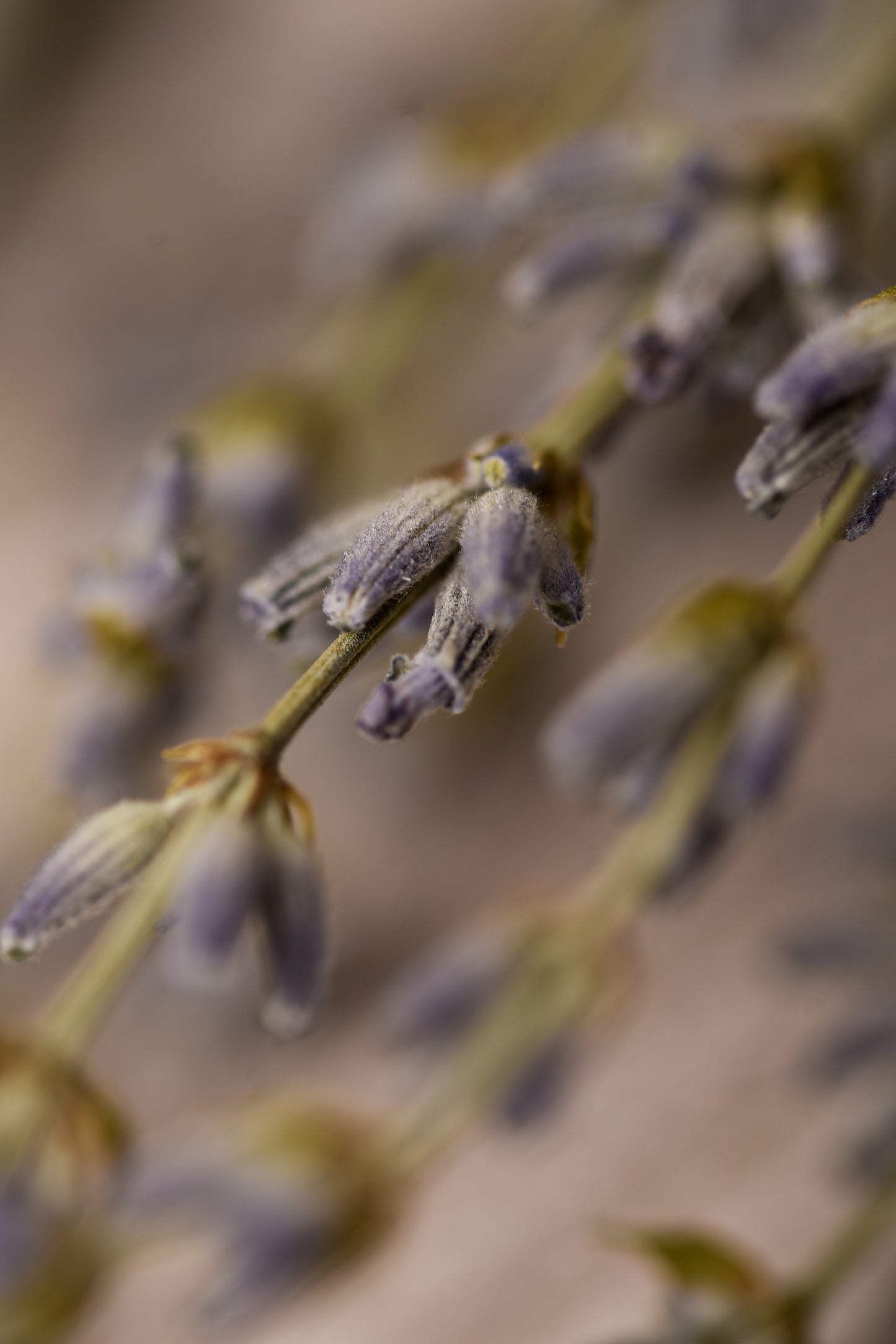 Baghetă de smudging cu Lavandă pentru calm și armonie (SAGRADA MADRE - Sahumos)