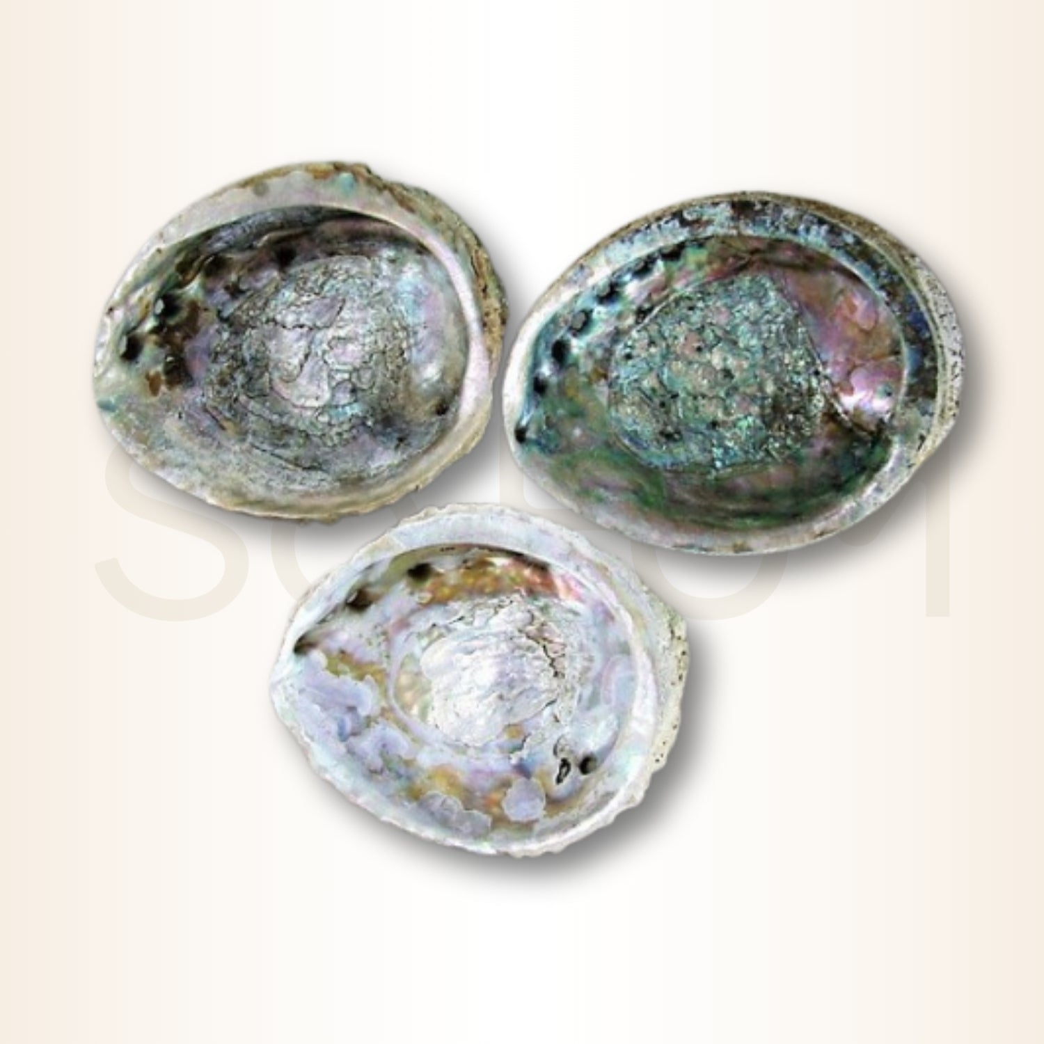 Scoica Abalone Suport