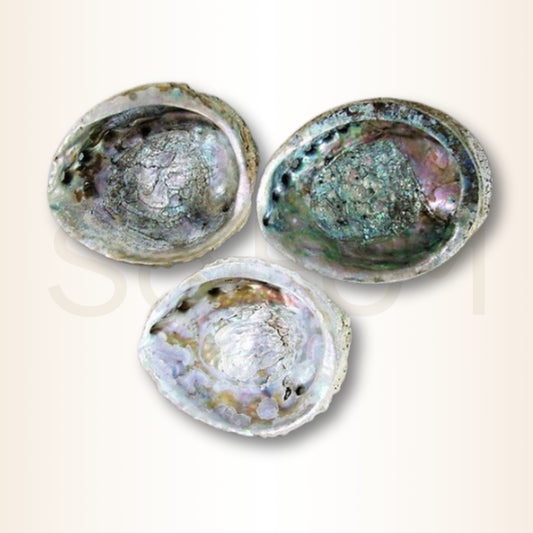 Scoica Abalone Suport