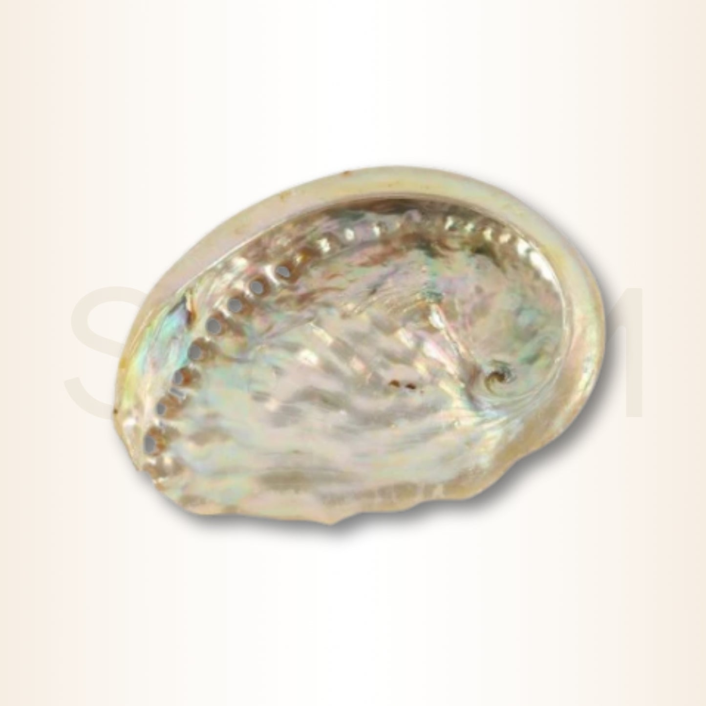 Scoica Abalone Suport