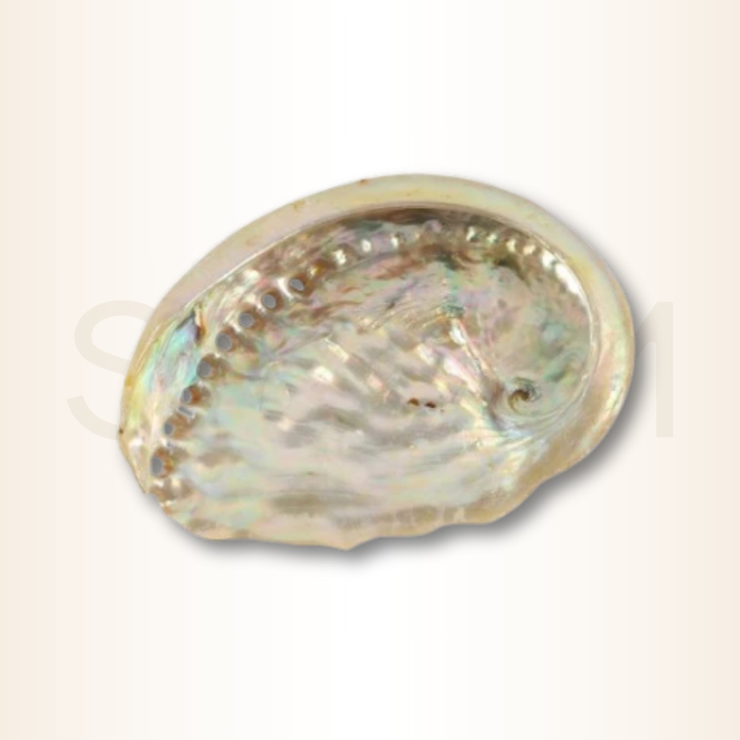 Scoica Abalone Suport