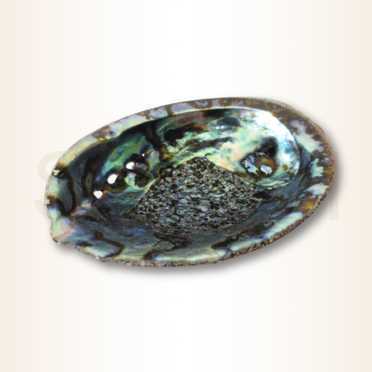 Scoica Abalone Suport