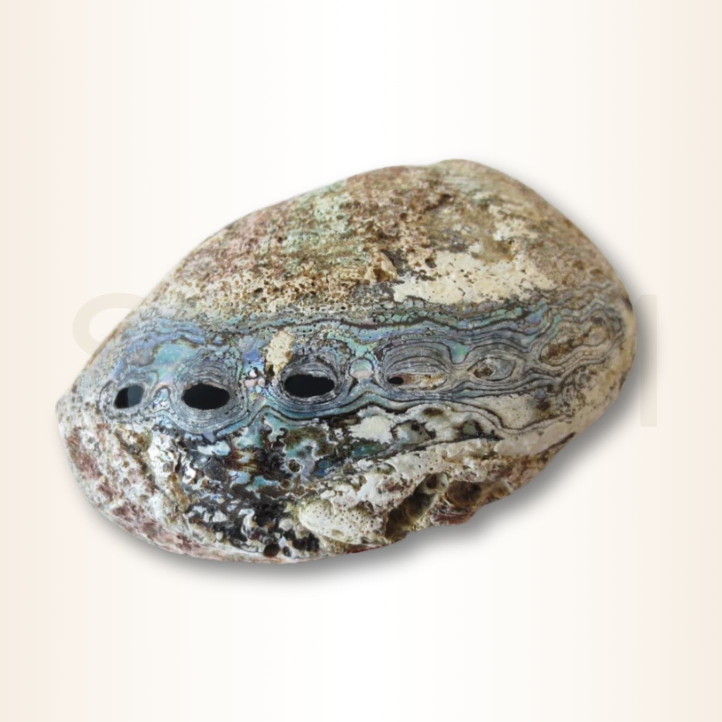 Scoica Abalone Suport