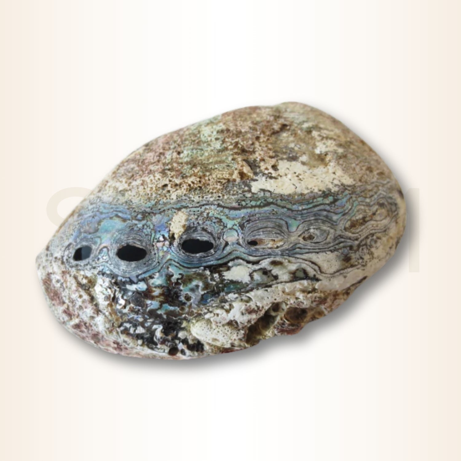 Scoica Abalone Suport