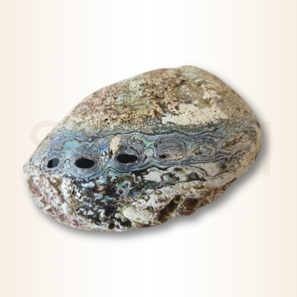 Scoica Abalone Suport
