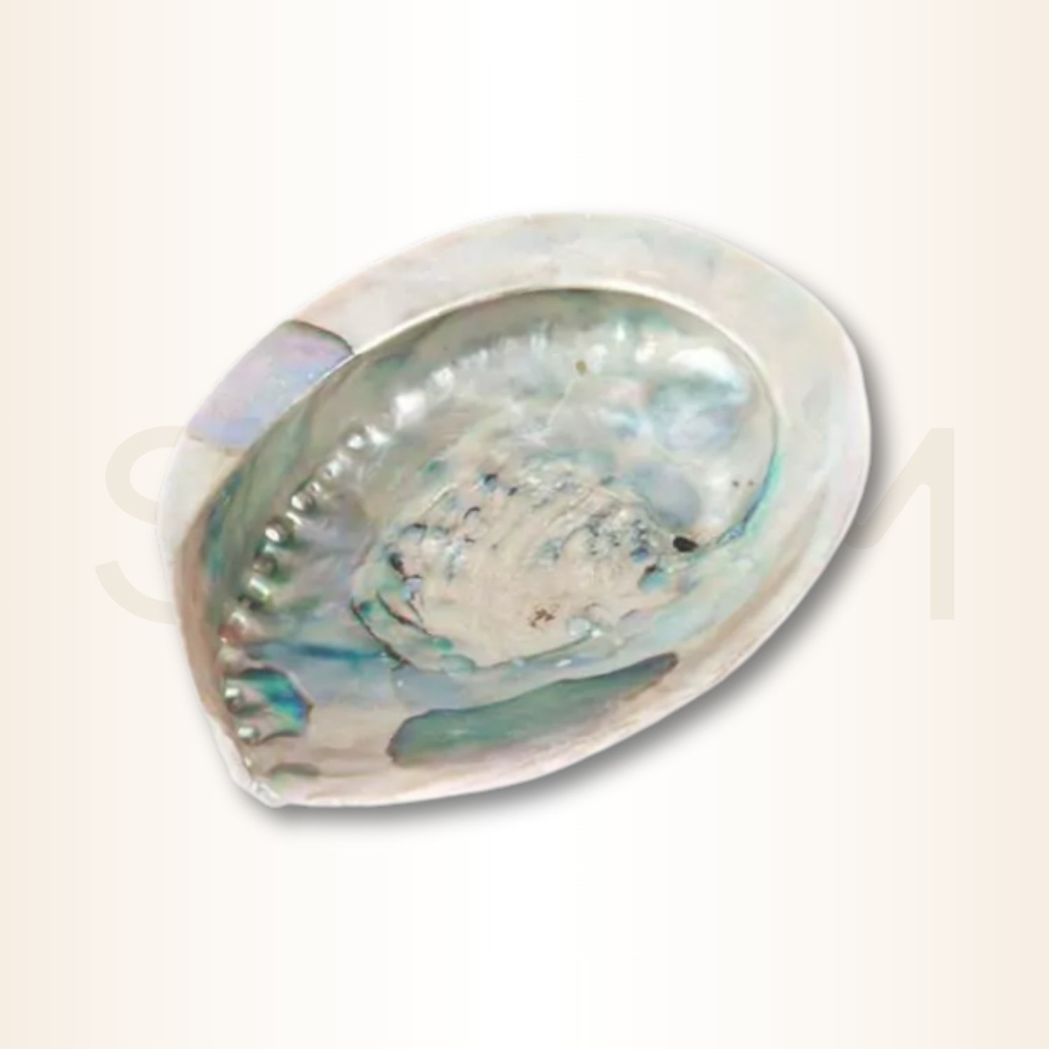 Scoica Abalone Suport