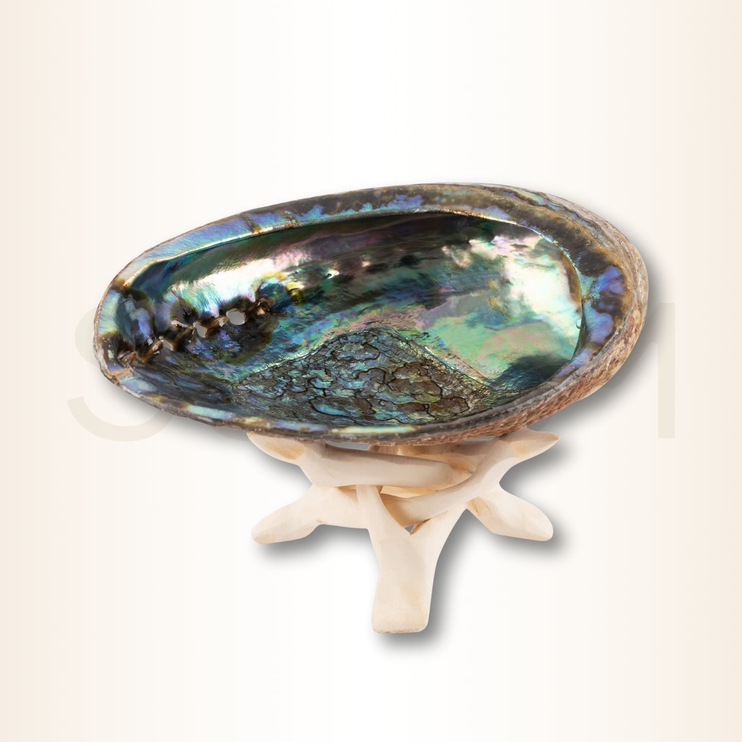 Scoica Abalone Suport