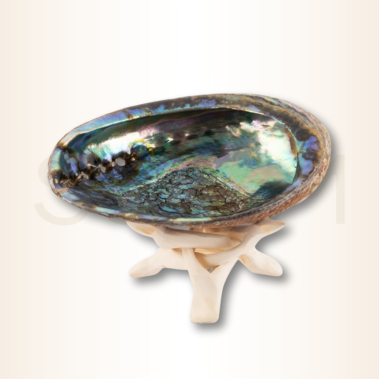 Scoica Abalone Suport